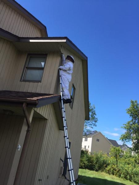 Manchester Wasp Nest Removal