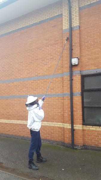 Manchester Wasp Nest Removal