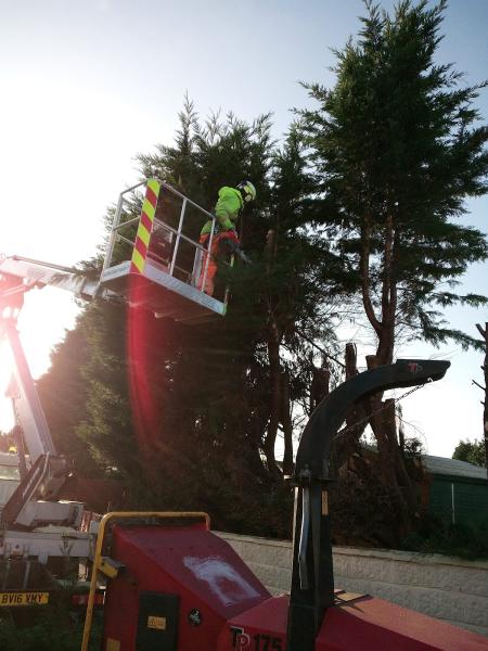 Special Branch Tree Services