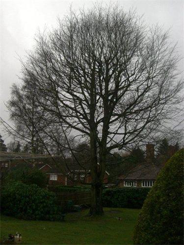 Bolton Tree & Stump Removals/Bolton Tree Surgeon