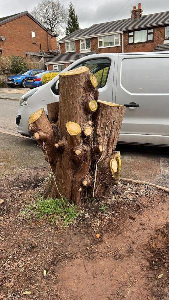 Rapid Stump Removal (Manchester)