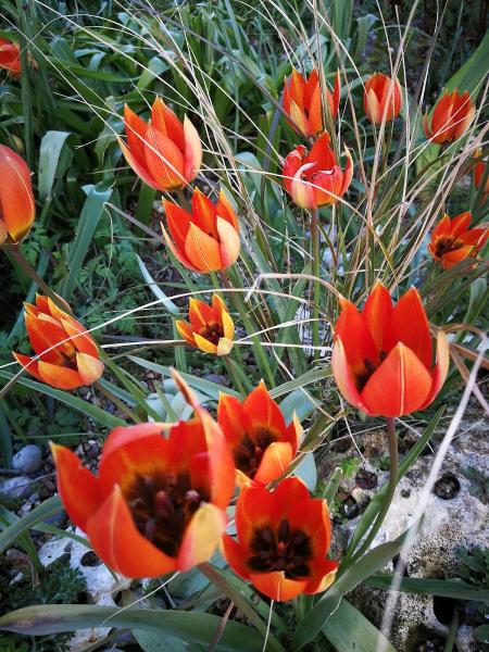 Andrew Sinden Gardening