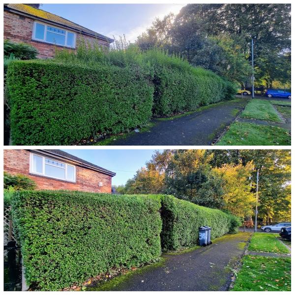 Trim n Hedge Garden Maintenance