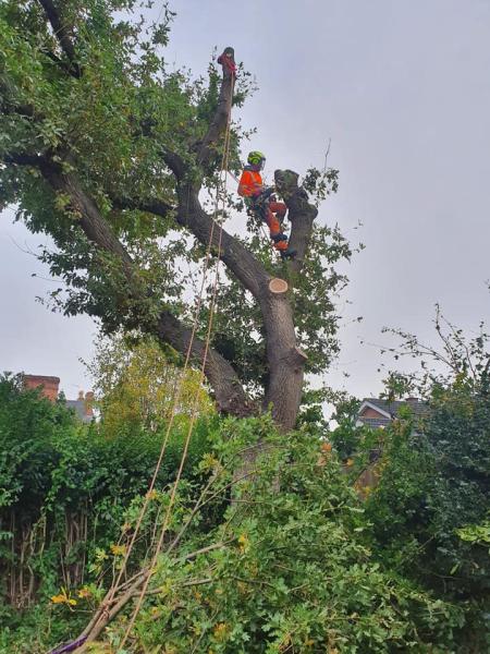 McNicol Tree Services