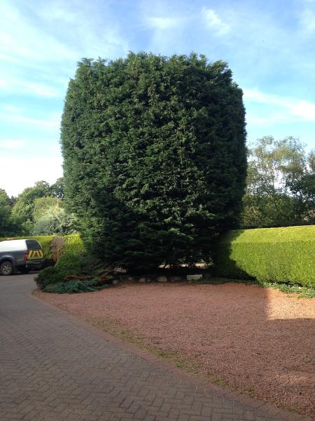 Chris Wheatley Tree Surgery