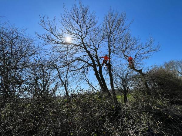 Tree Dismantle