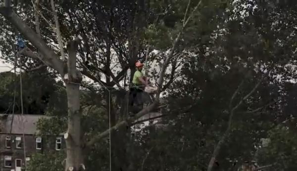 Tree Dismantle