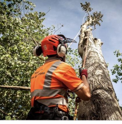 Country Tree Care Ltd