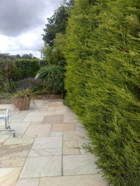 Avenue Tree Surgeons