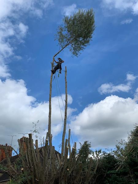 Symbiotic Tree Surgery