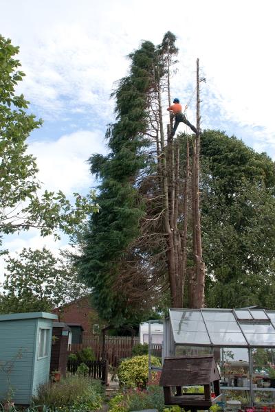 The Tree Surgeons Morpeth