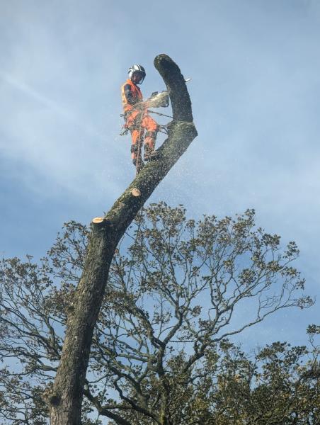 Brearb Tree Services Ltd