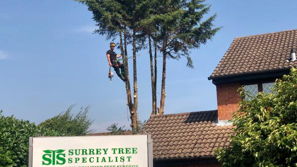 Surrey Tree Specialist