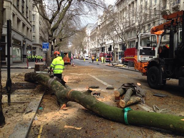 Mint & Swift Tree Surgeons