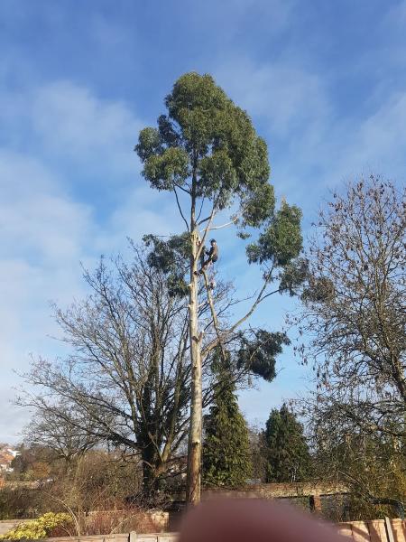 Mint & Swift Tree Surgeons