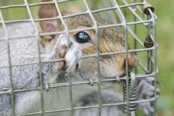 Suffolk Wildlife Services