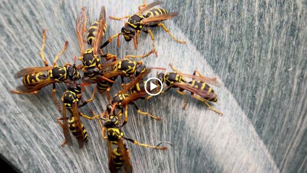 Pescon Pest Control