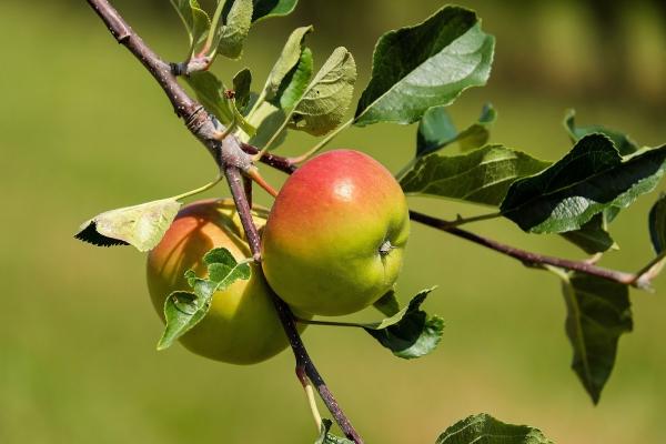 Scottish Heritage Fruit Trees