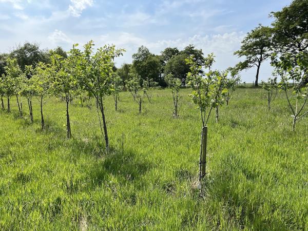 Scottish Heritage Fruit Trees