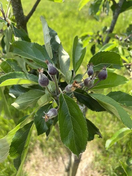 Scottish Heritage Fruit Trees