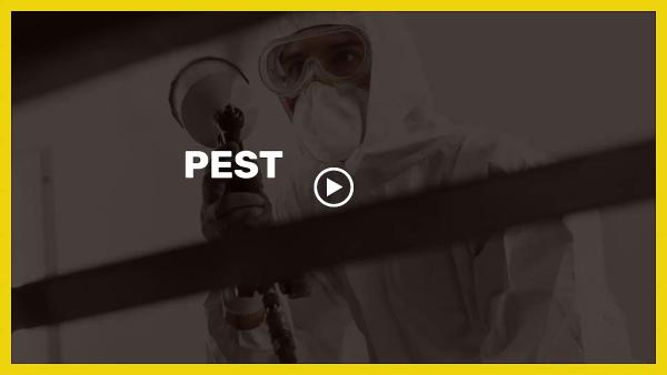 CF Pest Solutions