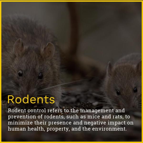 CF Pest Solutions