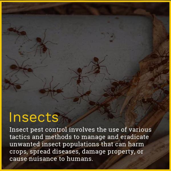 CF Pest Solutions