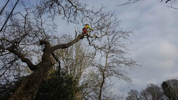 Arborline Tree Care