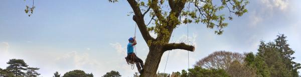 Poole Arbor Tree Services