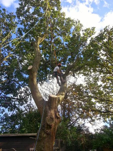 Poole Arbor Tree Services