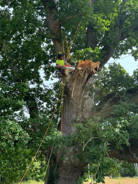 James Balch Tree Services