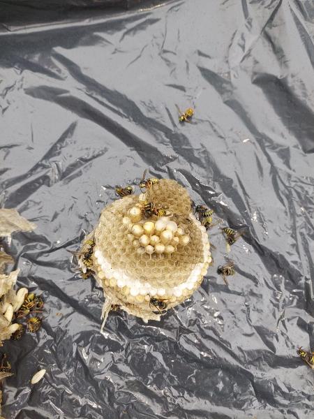 Complete Pest Solutions