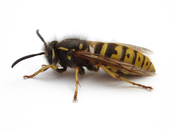 Shropshire Pest Prevention Services Ltd