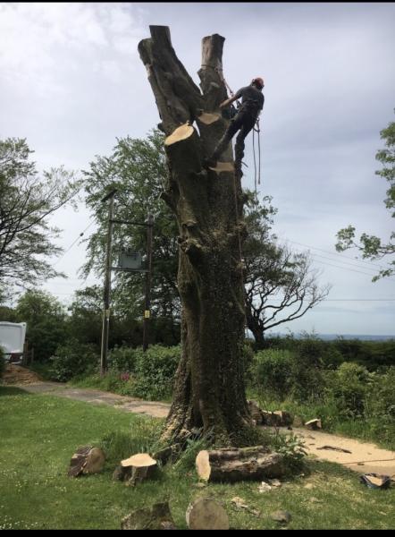 AP Tree Services