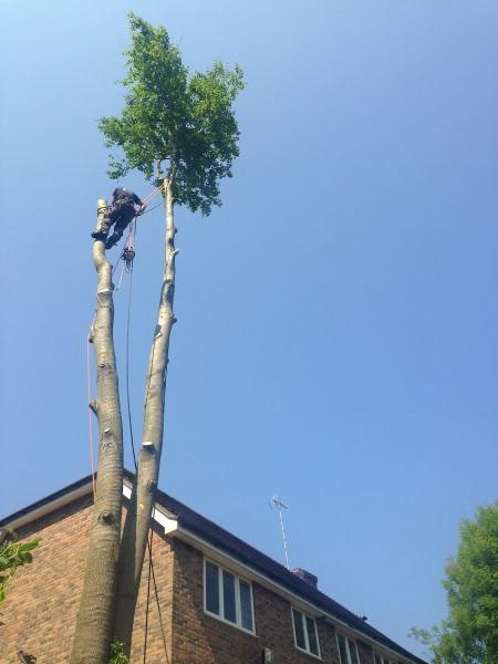 Hawthorne Tree Services