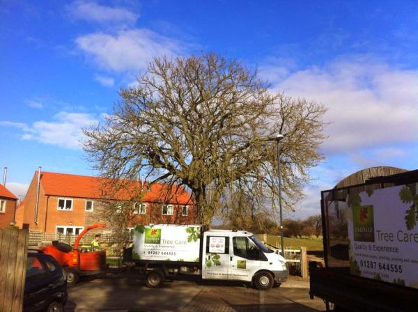 Oakdale NE Ltd Tree Surgeons