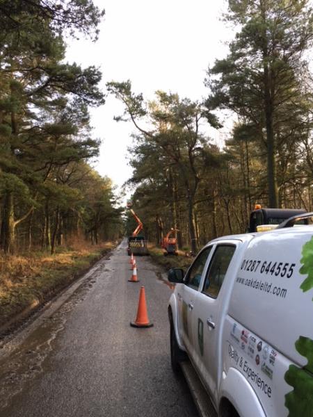 Oakdale NE Ltd Tree Surgeons