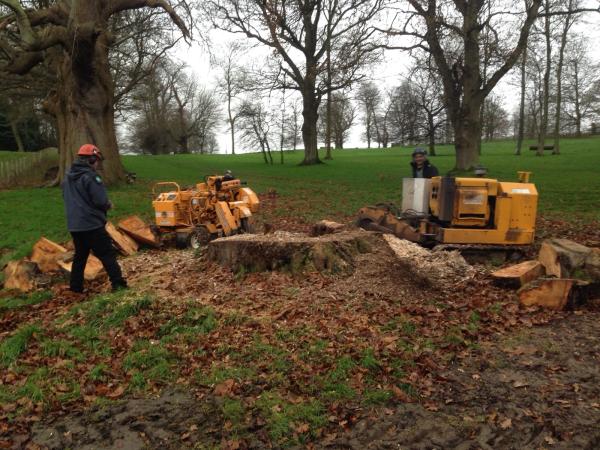 Duce Tree Stump Grinding