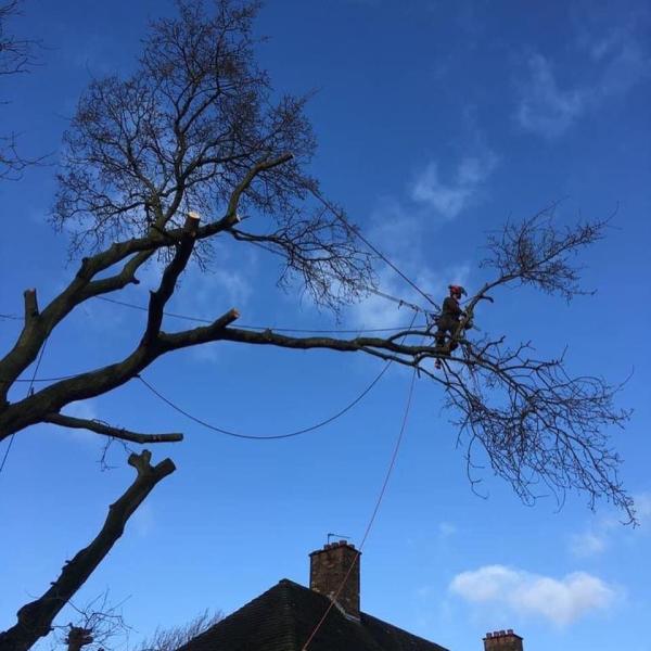 DW Treecare