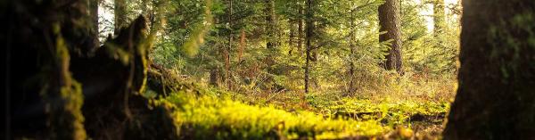 Green Mechanical Solutions Ltd