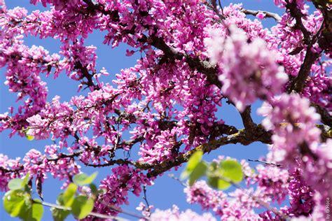 English Oak Tree Services Ltd