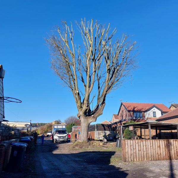 Top n Trim Tree Service