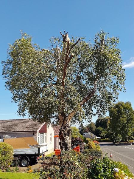 All Seasons Tree Services