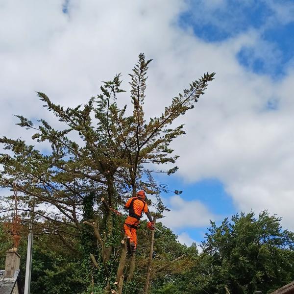 All Seasons Tree Services