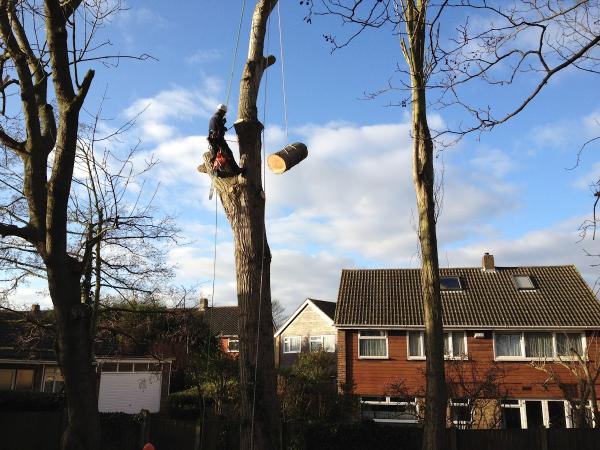 Kent Tree Care Ltd