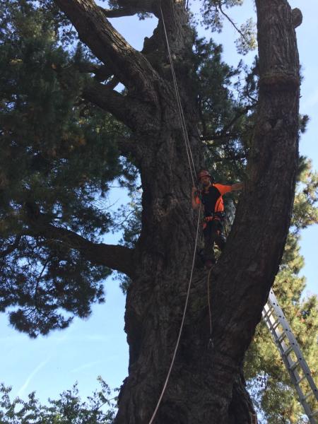 Kent County Tree Care Ltd