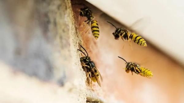 Altrincham Wasp Nest Removal