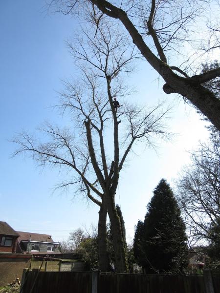 Branching Out Tree Services