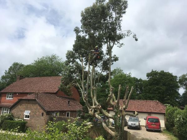 Angus Wilson Quality Tree Care