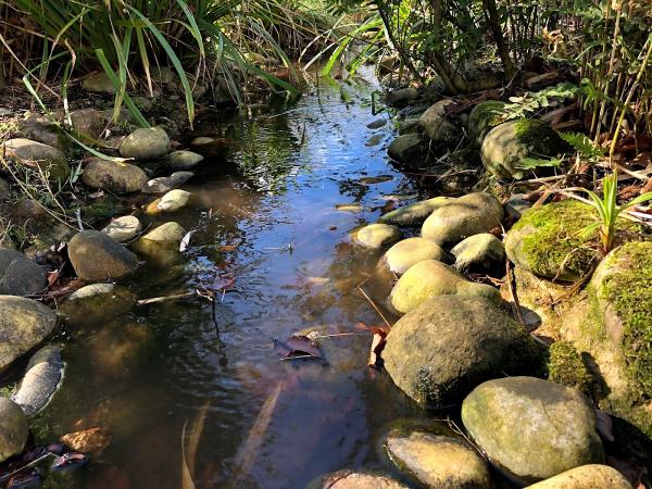 Pond Cleaning Maintenance & Repair Maple Aquatics Est 2005